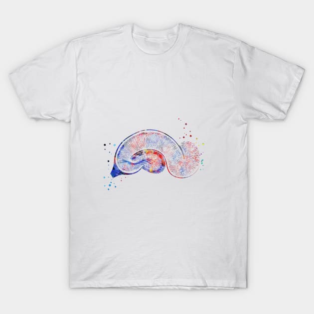 Brain Pyramidal T-Shirt by RosaliArt